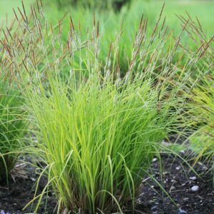 Carex elata 'Aurea'