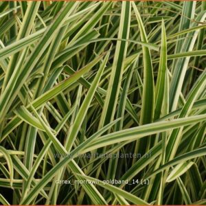 Carex morrowii 'Goldband'