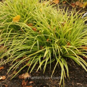 Carex morrowii 'Variegata'