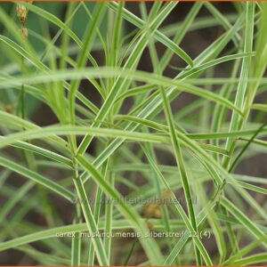Carex muskingumensis 'Silberstreif'