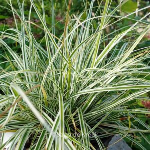 Carex oshimensis 'Fiwhite' (EVEREST)