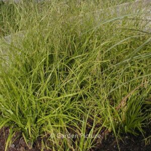 Carex sylvatica