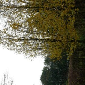 Carpinus betulus 'Frans Fontaine'