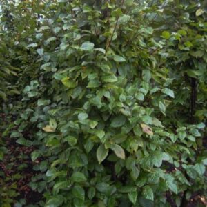 Carpinus betulus 'Lucas'