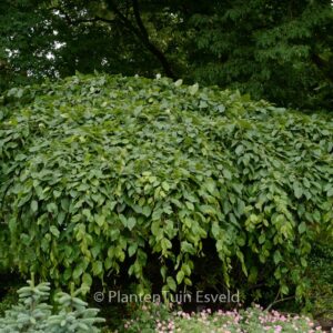 Carpinus betulus 'Pendula'