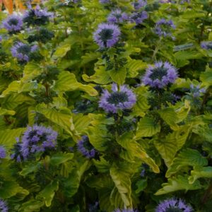 Caryopteris clandonensis 'Good as Gold'
