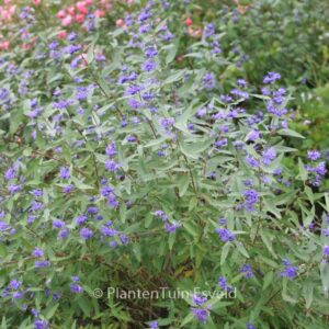 Caryopteris clandonensis 'Heavenly Blue'