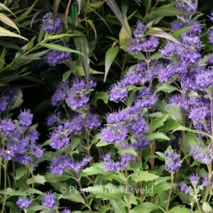 Caryopteris clandonensis 'Inoveris' (GRAND BLEU)