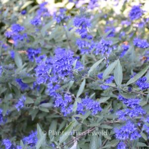 Caryopteris clandonensis 'Kew Blue'