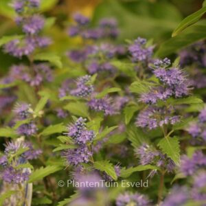 Caryopteris clandonensis 'Korball' (BLUE BALLOON)