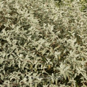 Caryopteris clandonensis 'Lissilv' (STERLING SILVER)