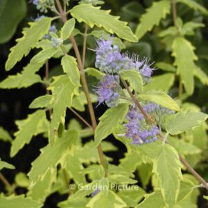Caryopteris clandonensis 'Summer Sorbet'