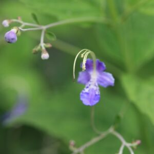 Caryopteris divaricata