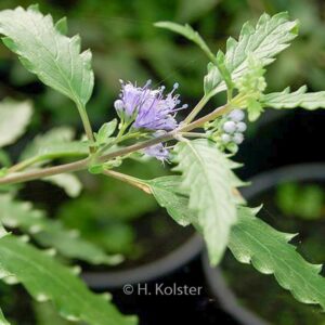 Caryopteris mongholica