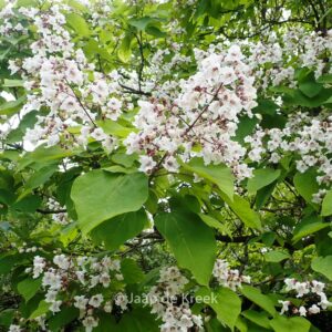 Catalpa bignonioides