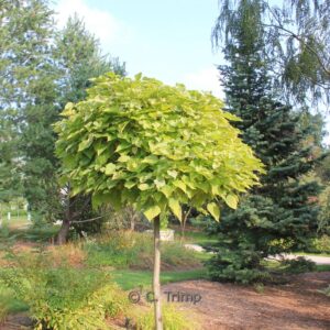 Catalpa bignonioides 'Nana'