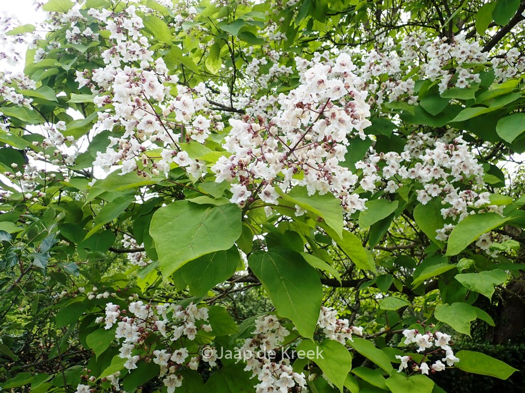 Catalpa bignonioides
