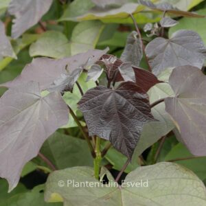Catalpa erubescens 'Purpurea'