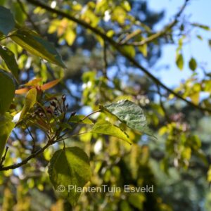 Catalpa fargesii duclouxii