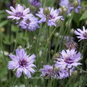 Catananche caerulea