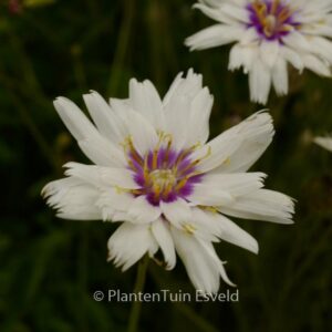 Catananche caerulea 'Alba'