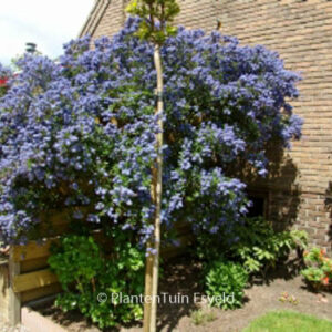 Ceanothus 'Concha'