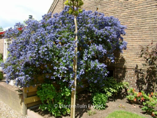 Ceanothus 'Concha'