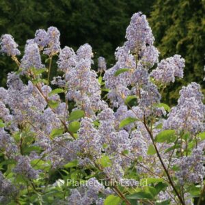 Ceanothus delilianus 'Gloire de Versailles'