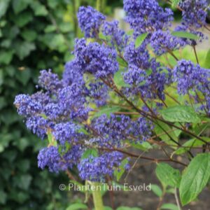 Ceanothus delilianus 'Henri Desfossee'