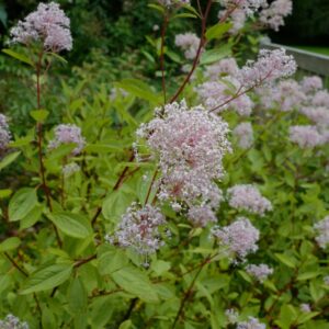 Ceanothus pallidus 'Marie Simon'