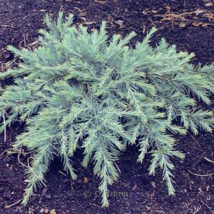 Cedrus deodara 'Feelin' Blue'