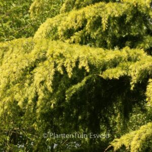 Cedrus deodara 'Golden Horizon'