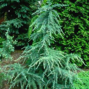 Cedrus deodara 'Karl Fuchs'