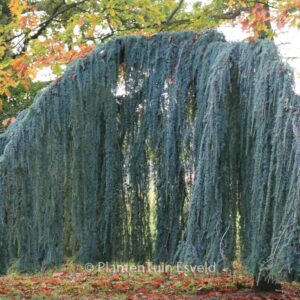Cedrus libani 'Glauca Pendula'
