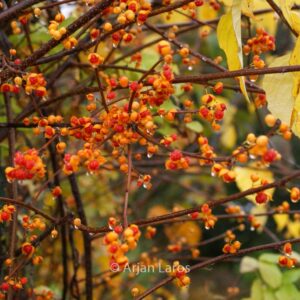Celastrus orbiculatus 'Diana'