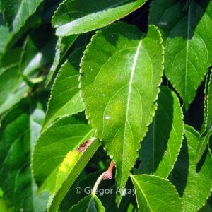 Celastrus orbiculatus 'Hercules'