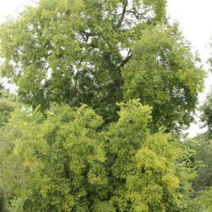Celtis occidentalis