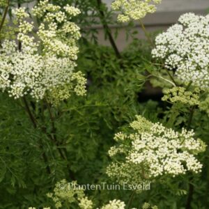 Cenolophium denudatum