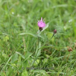 Centaurea jacea