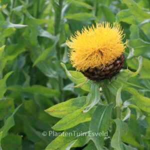 Centaurea macrocephala