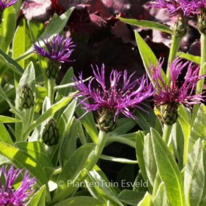 Centaurea montana 'Amethyst Dream'