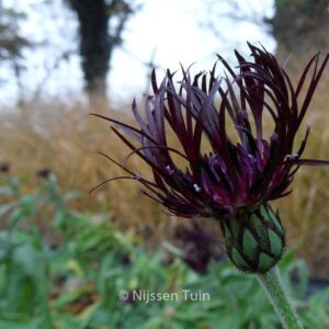 Centaurea montana 'Jordy'