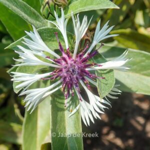 Centaurea montana 'Purple Heart'