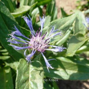 Centaurea montana 'Sky Jep'