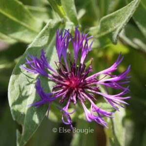 Centaurea montana 'Violetta'