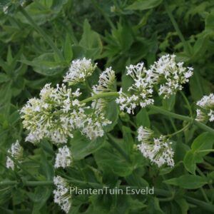 Centranthus ruber 'Albus'