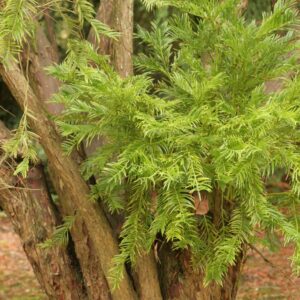 Cephalotaxus fortunei