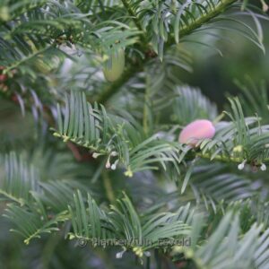Cephalotaxus harringtonia 'Gimborn's Pillow'