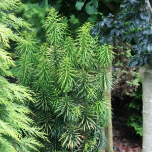Cephalotaxus harringtonia 'Korean Gold'
