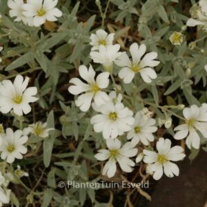 Cerastium tomentosum